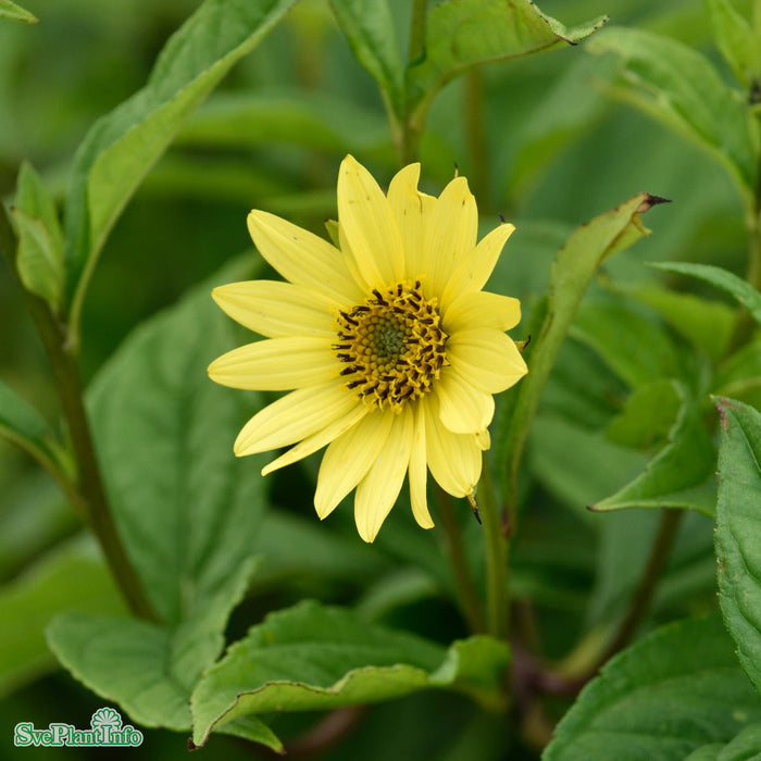 Helianthus 'Lemon Queen' A-kval
