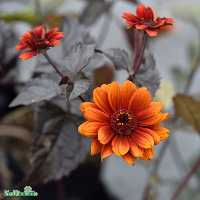 Heliopsis helianthoides 'Bleeding Hearts' A-kval