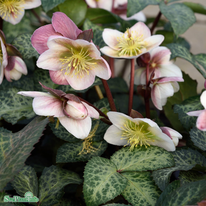Helleborus ericsmithii 'Winter Moonbeam' A-kval