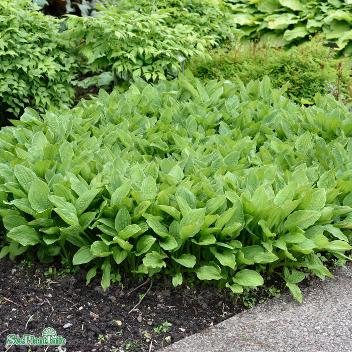 Hosta sieboldii 'Snowflakes' A-kval