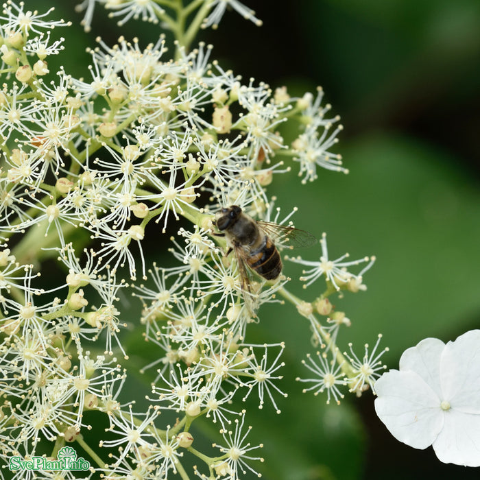 Hydrangea anomala ssp. petiolaris Solitär C18