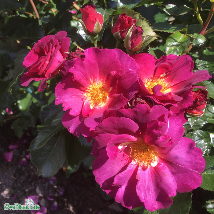 Rosa 'Wild Rover' A kval C4