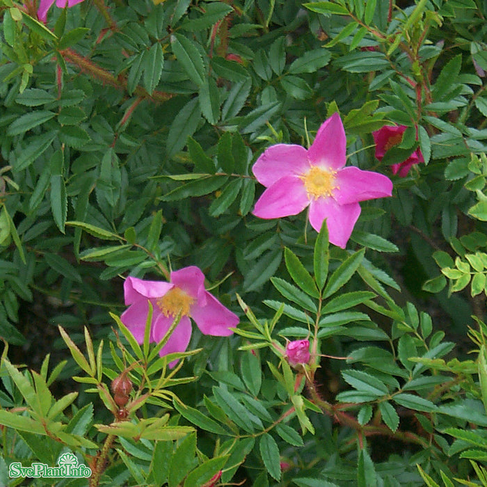 Rosa nitida C3,5