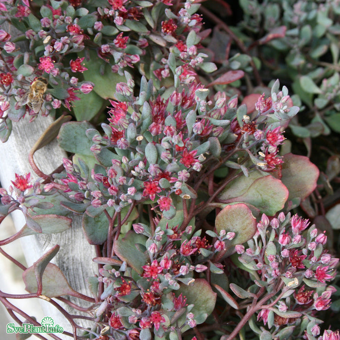 Hylotelephium cauticola 'Lidakense' A-kval