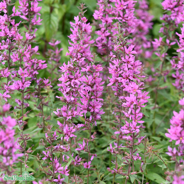 Lythrum scabrum 'Lady Sackville' A-kval