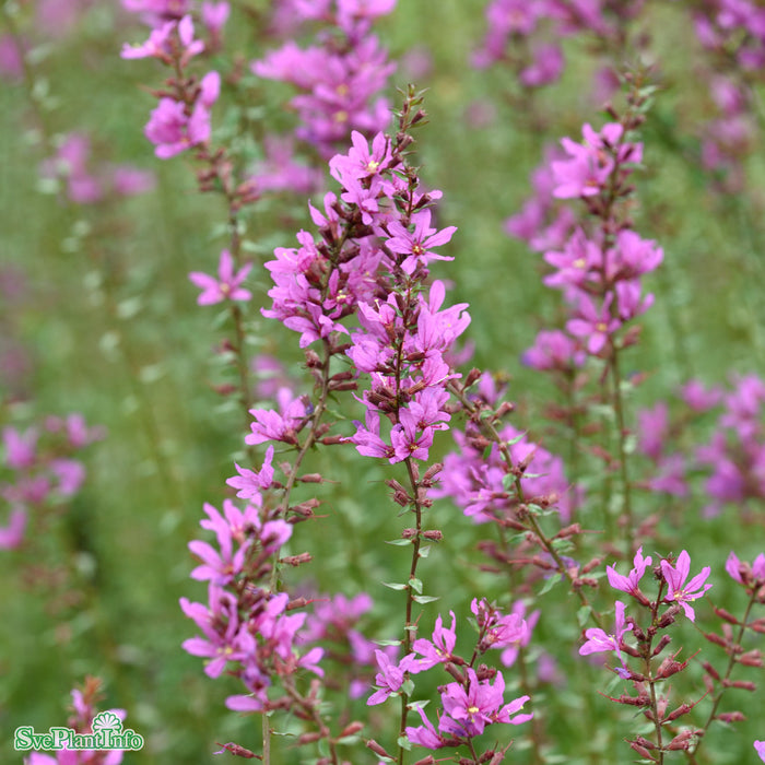 Lythrum virgatum 'Dropmore Purple' A-kval