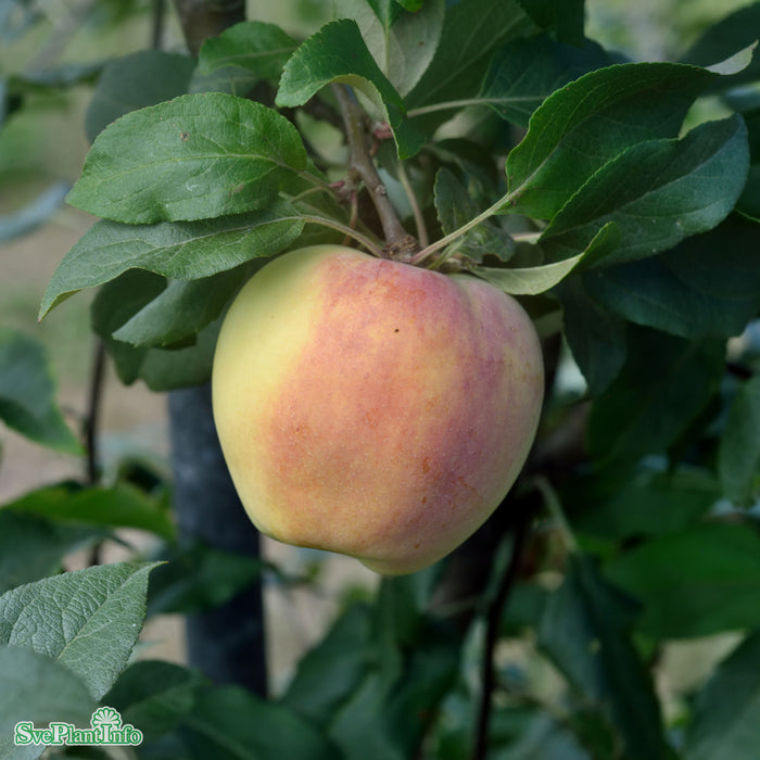 Malus domestica 'Silva' E A2 Stam 2-års A-kval Co