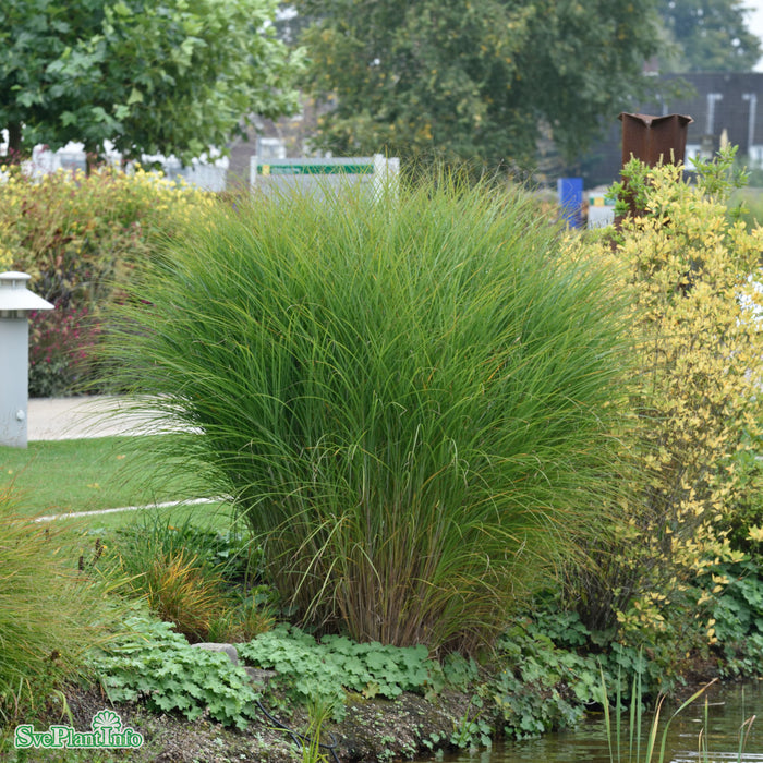 Miscanthus sinensis 'Gracillimus' A-kval C2