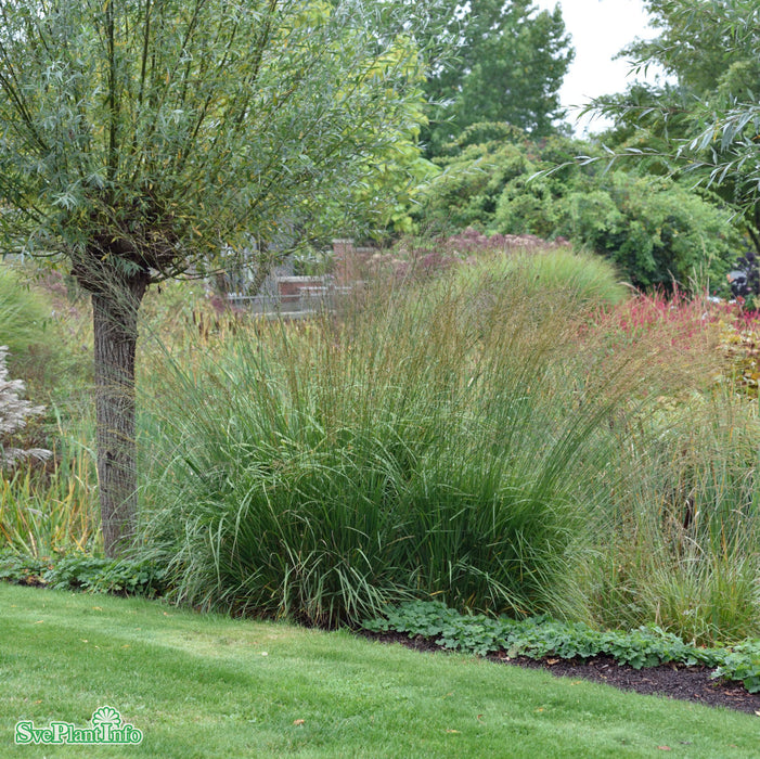 Molinia caerulea ssp arundinacea 'Transparent' A-kval C2