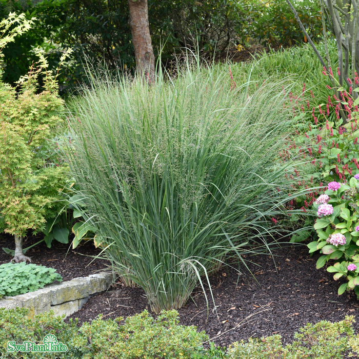 Panicum virgatum 'Northwind' A-kval C2
