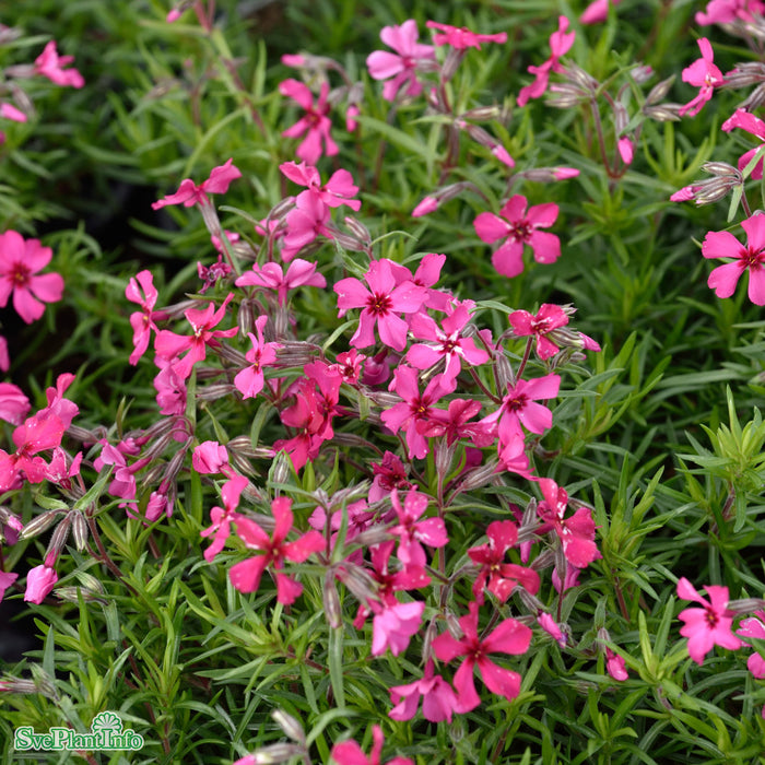 Phlox subulata 'Scarlet Flame' A-kval