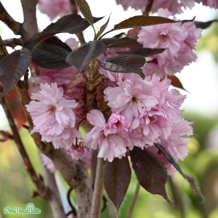 Prunus serrulata 'Royal Burgundy' Stam C10 120cm