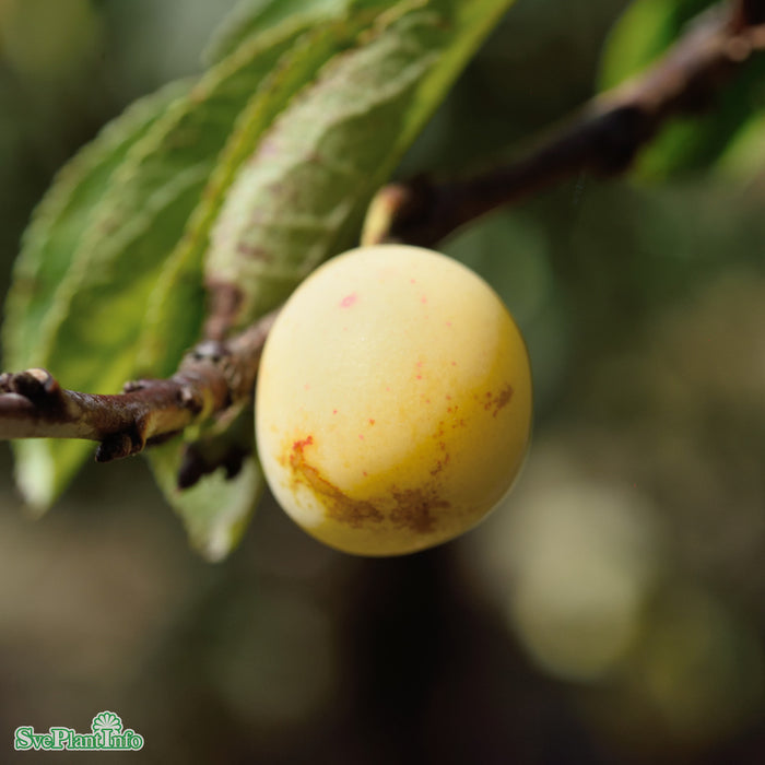 Prunus domestica 'Stor Mirabell' Stam 2-års A-kval Co