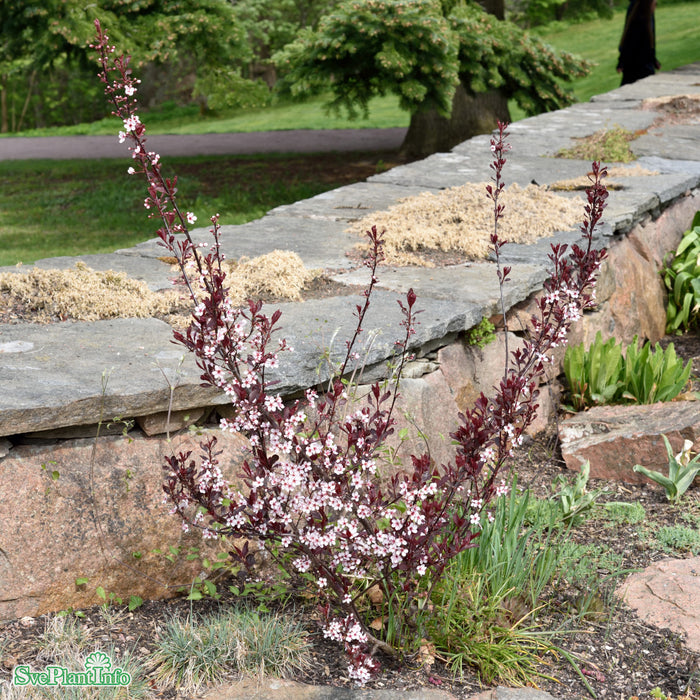 Prunus x cistena Stam C10 120cm