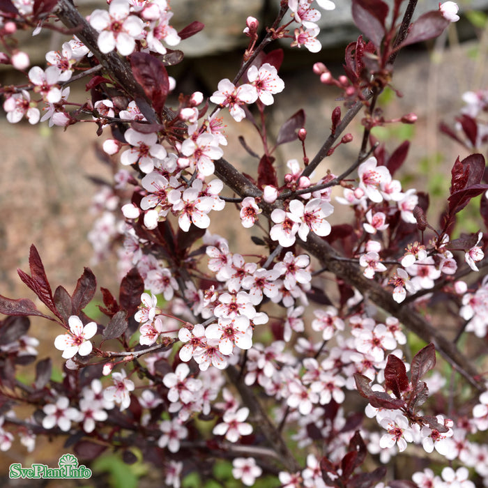 Prunus x cistena Stam C10 120cm