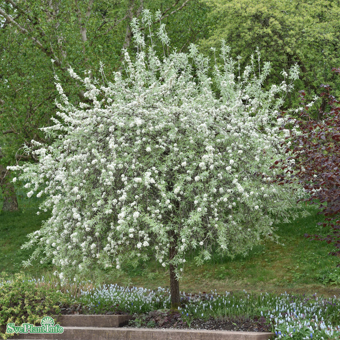 Pyrus salicifolia 'Pendula' Stam C12 150cm