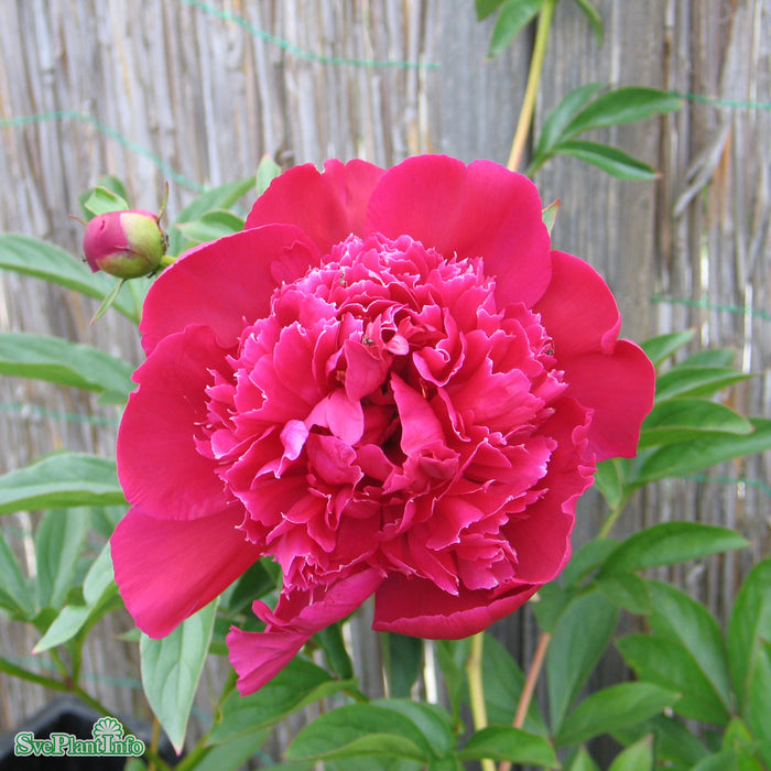 Paeonia lactiflora 'Inspecteur Lavergne' A-kval