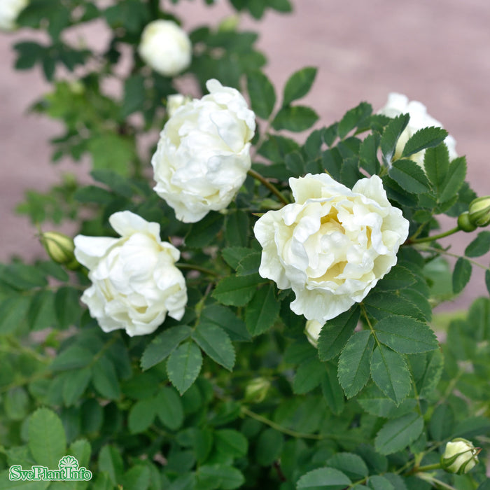 Rosa spinosissima Plena-Gruppen Rotäkta C3,5
