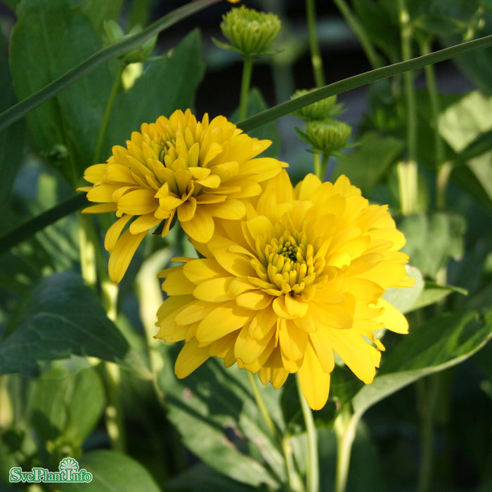 Rudbeckia laciniata 'Goldquelle' A-kval