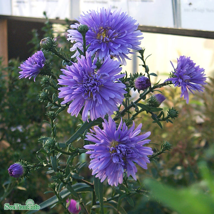 Aster novi-belgii 'Marie Ballard' A-kval