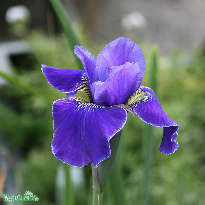 Iris sibirica 'Silver Edge' A-kval