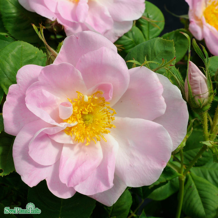Rosa (Damascena) 'Svea' C3,5