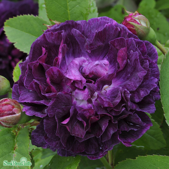 Rosa 'Skedarosen' C3,5
