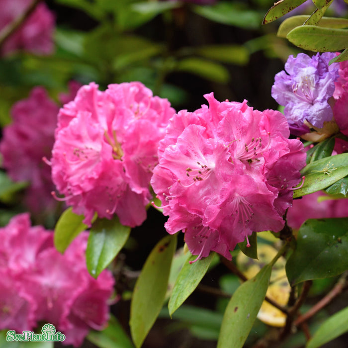 Rhododendron (Cataw.) 'Germania' C6 30-40cm