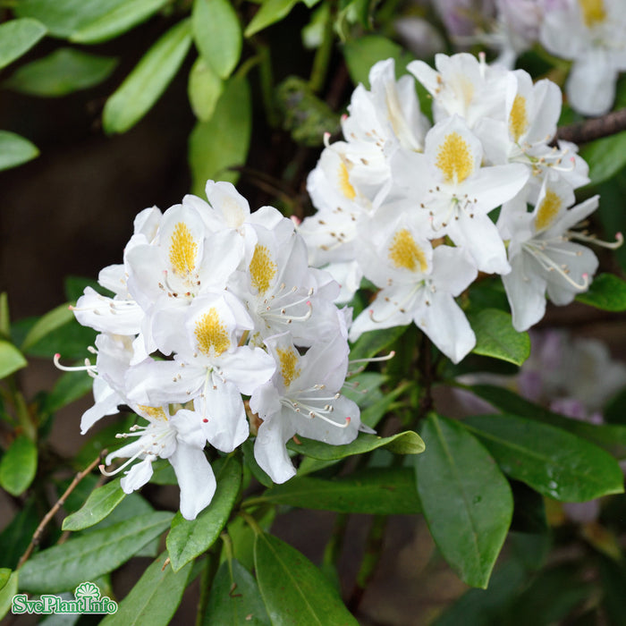 Rhododendron (Cataw.) 'Madame Masson' C6 30-40cm