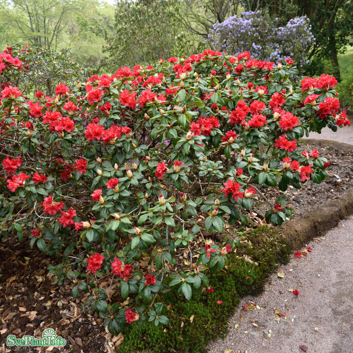 Rhododendron repens 'Scarlet Wonder' I C4,6 25-30cm