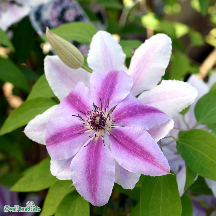 Clematis (TS) 'Nelly Moser' A-kval C2