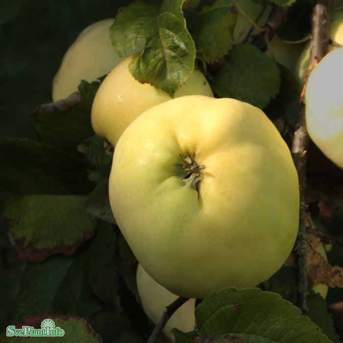 Malus domestica 'Antonovka' A2 Stam 2-års A-kval Co