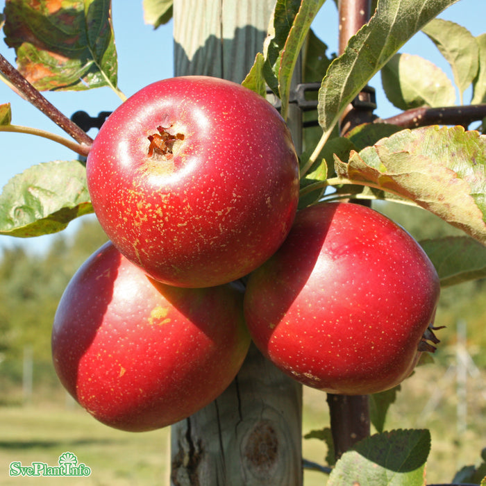 Malus domestica 'Summerred' MM111 Stam 2-års A-kval Co