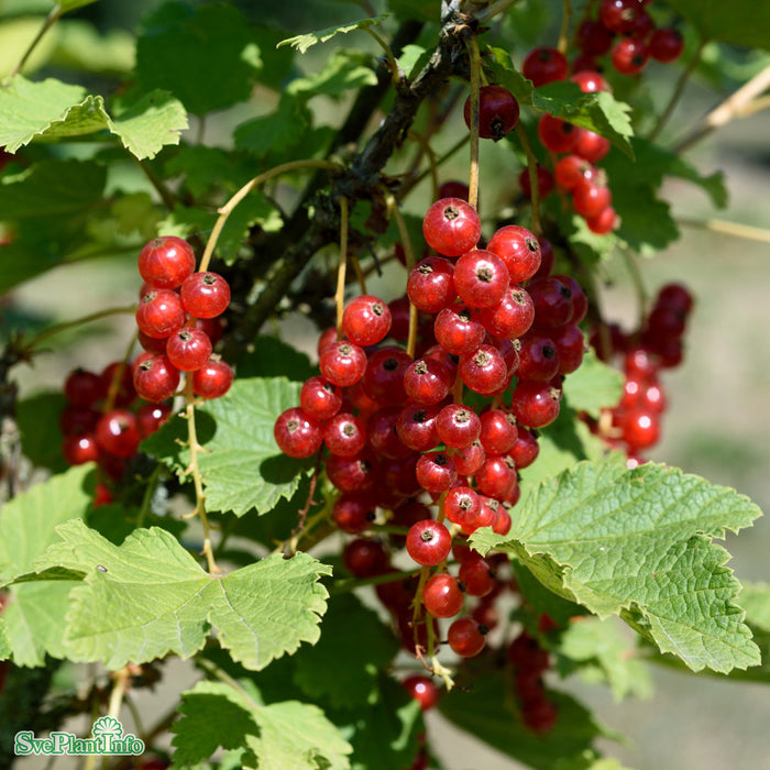 Ribes (Röda Vinbär) 'Jonkheer van Tets' C3,5