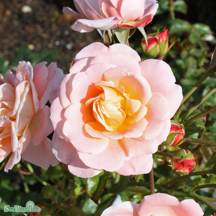 Rosa 'Drottningholm' A kval C4