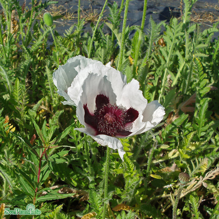 Papaver orientale 'Royal Wedding' A-kval