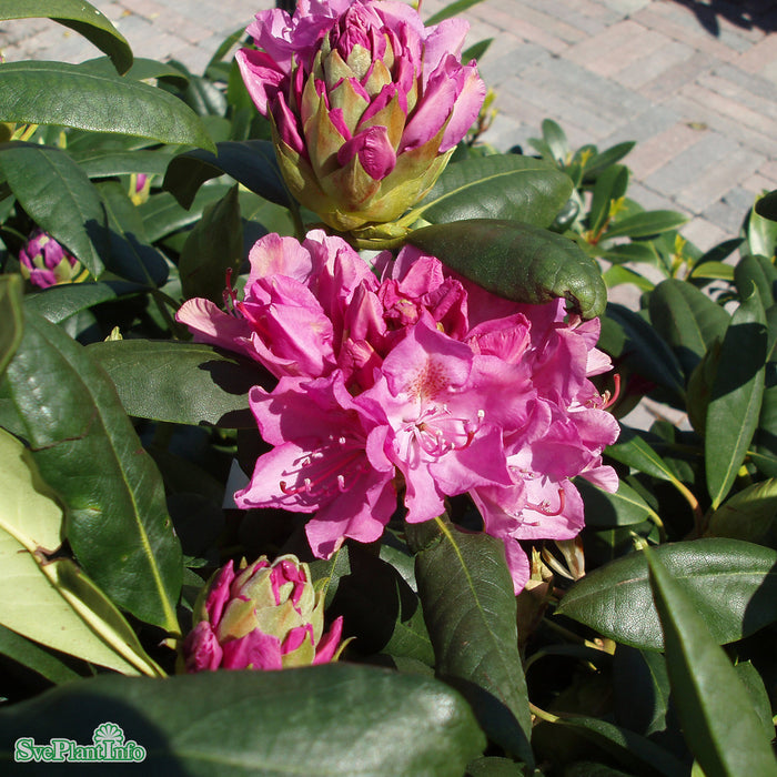Rhododendron 'Roseum Elegans' C15 60-70cm