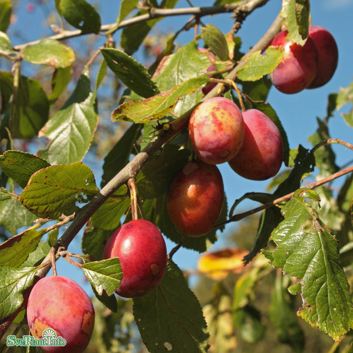 Prunus domestica 'Victoria' E Stam 2-års A-kval Co