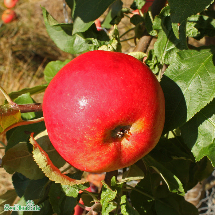 Malus domestica 'Mantet' A2 Stam 2-års A-kval Co