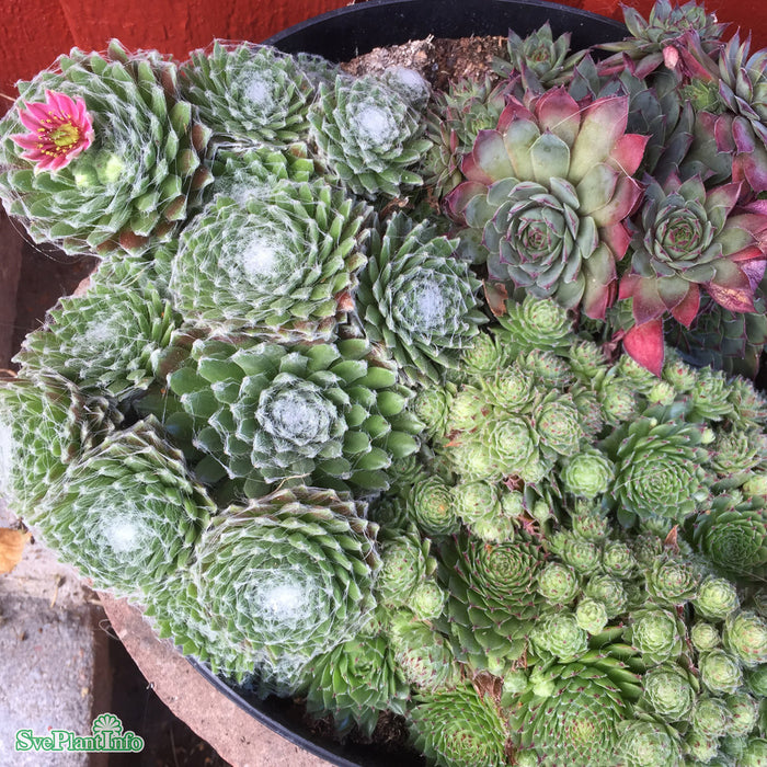 Sempervivum 'Djupedal' A-kval