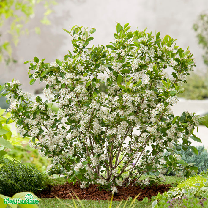 Aronia melanocarpa 'Glorie' E C3,5