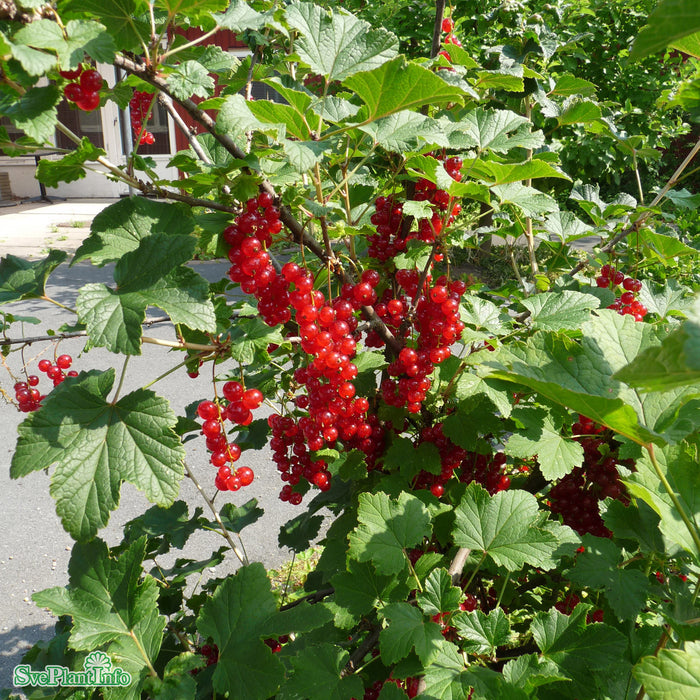 Ribes (Röda Vinbär) 'Röda Holländska' C3,5