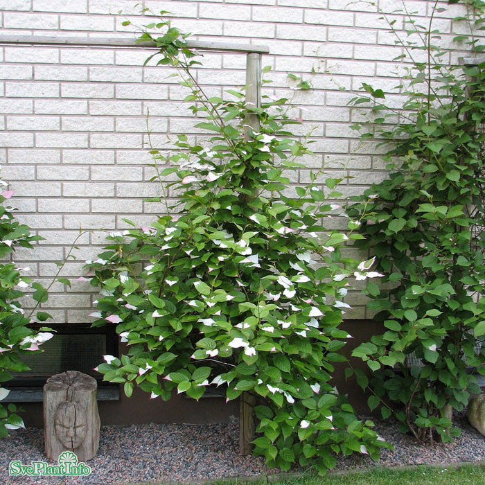 Actinidia (Minikiwi) 'Oskar' A-kval C2