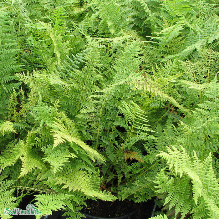 Athyrium filix-femina A-kval