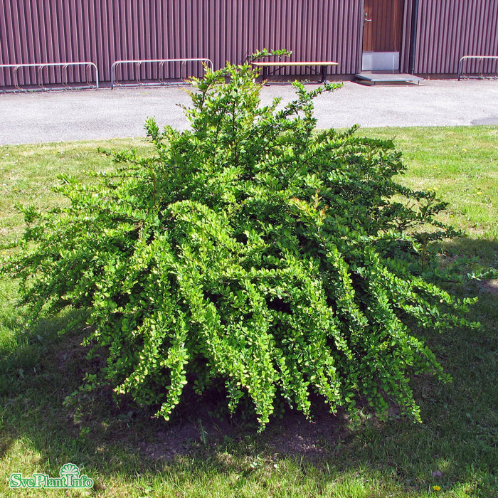 Berberis thunbergii C3,5