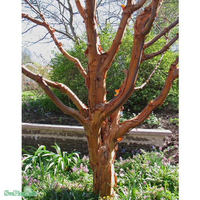 Acer griseum Solitär C12 80-100cm