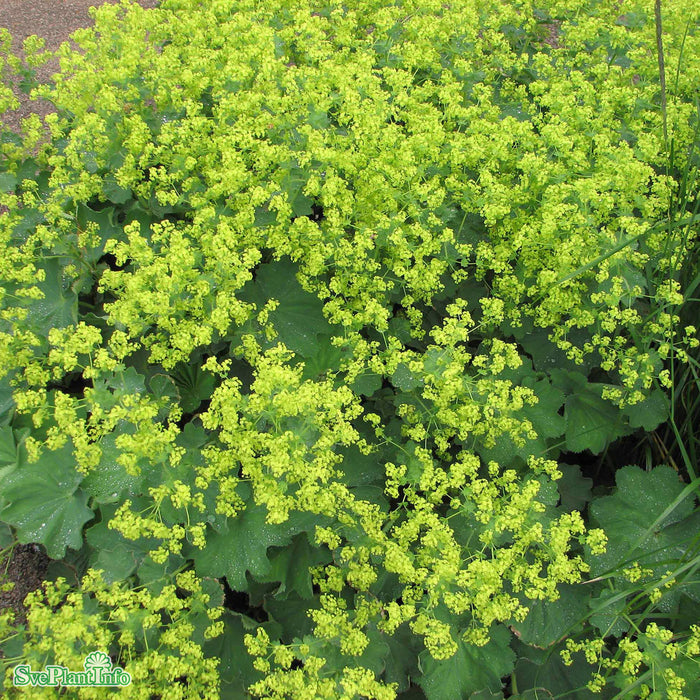 Alchemilla mollis A-kval