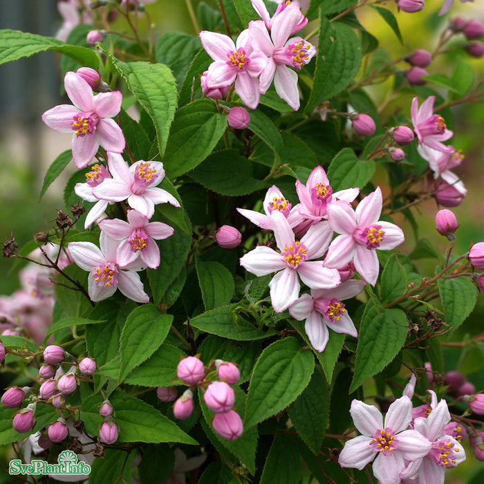Deutzia hybr. 'Strawberry Fields'' Solitär C20 150-175cm