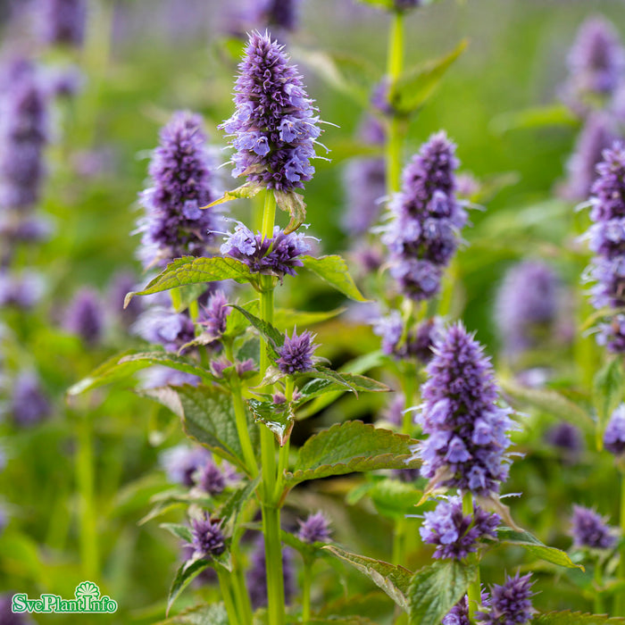 Agastache 'Blue Fortune' A-kval