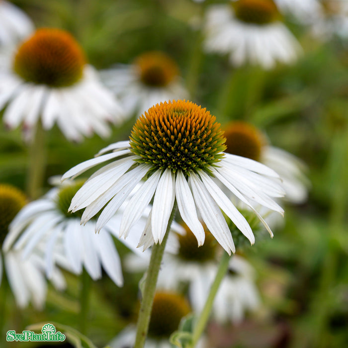Echinacea purpurea 'Alba' A-kval